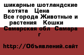 шикарные шотландские котята › Цена ­ 15 000 - Все города Животные и растения » Кошки   . Самарская обл.,Самара г.